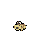 Hippopotas