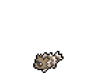 Zigzagoon
